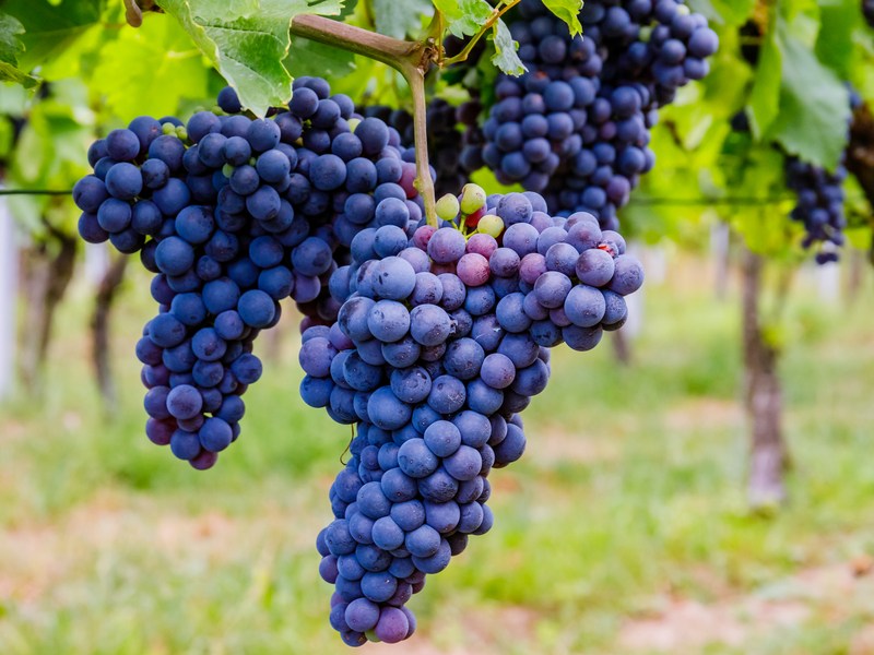 Cultivate and Harvest Strategic Acumen in Your Leaders, Teams, and&nbsp;Organization